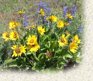 Balsamroot and lupine